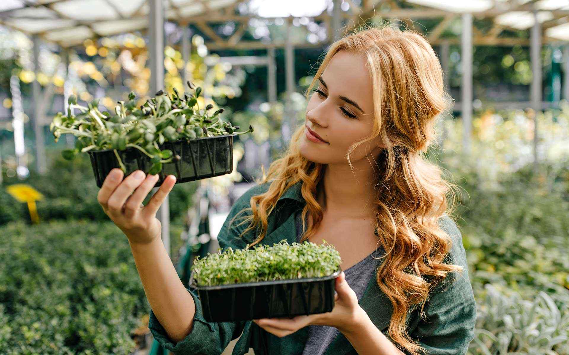 Growing dahlias – what you need to know